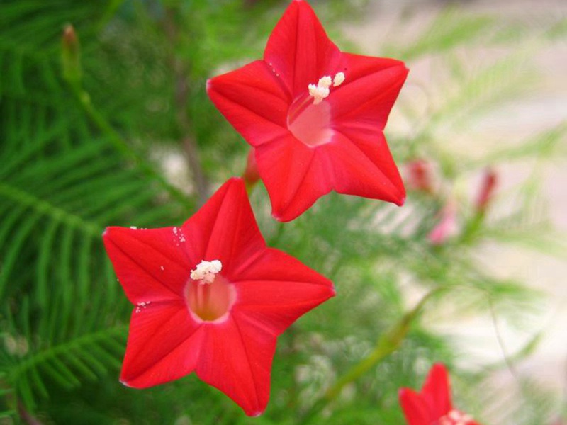 1592662953157948.jpg 3 (2).jpg