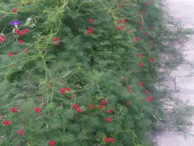 羽葉鳶蘿種子應(yīng)該去哪兒買？