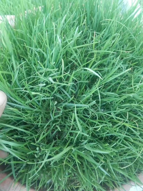 1561968028623950.jpg img_0851.jpg