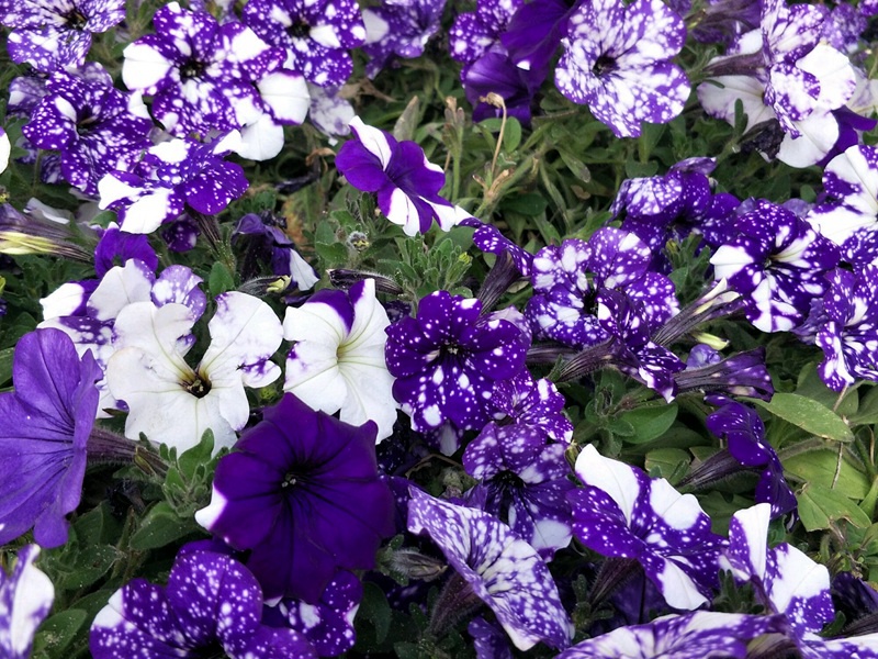 1600002014372513.jpg 11.jpg