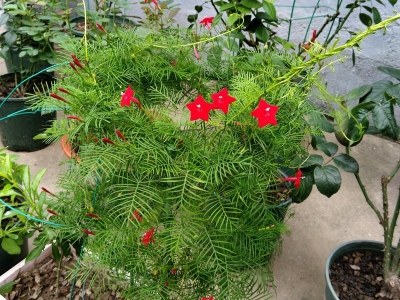 蔦蘿種子應(yīng)該去哪里購買？