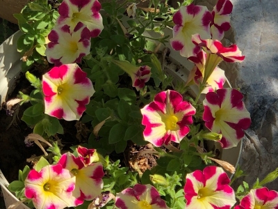 矮牽牛種子每平方米土地應(yīng)該播種多少克？