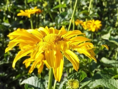 日光菊種子播種后多久能開花