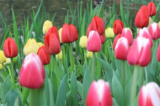 多年生草本花卉品種有哪些 多年生草本花卉品種有哪些
