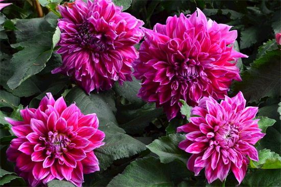 多年生草本花卉品種有哪些 多年生草本花卉品種有哪些