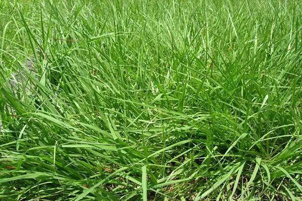 1637669183325986.jpeg 百喜草2.jpeg