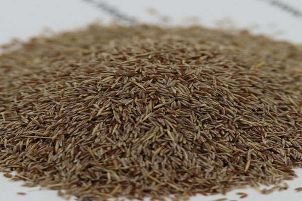 1640590090464145.jpg 細弱剪股穎.JPG