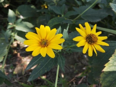 日光菊種子種植時間是幾月？