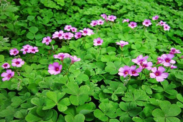 1658885068165620.jpg 紅花酢漿草2.jpg