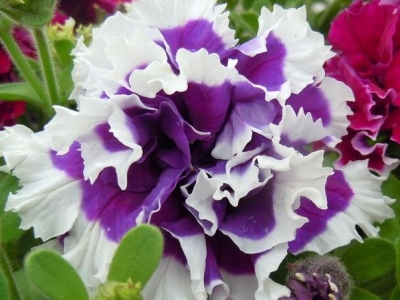 重瓣矮牽?；ǚN子什么季節(jié)種