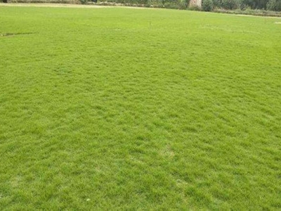 天鵝絨草皮的繁殖方式是什么？