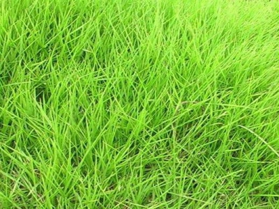 狗牙根草坪跟天鵝絨草坪的區(qū)別是什么？