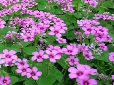 紅花醡漿草和紅三葉區(qū)別在哪幾方面？