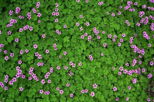 1660705888992635.jpg 紅三葉3.jpeg.jpg