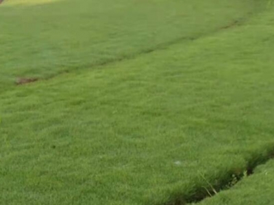 天鵝絨草的種植注意什么