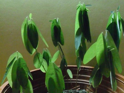 跳舞草種子幾天發(fā)芽？