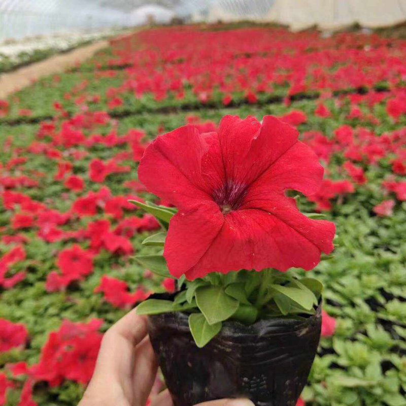 正紅大紅色矮牽?；ǘ?/>
</p>
<p style=