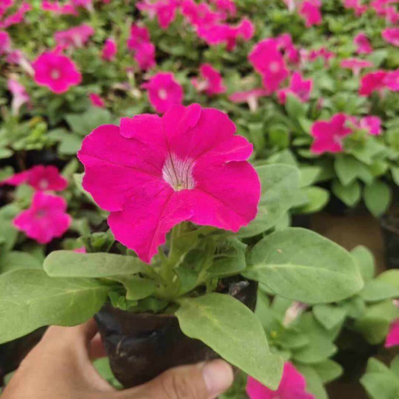 玫紅色矮牽?；绫缗柙?/>
</p>
<p style=