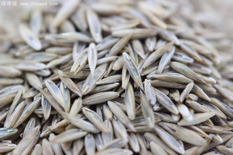 高羊茅種子 高羊茅種子