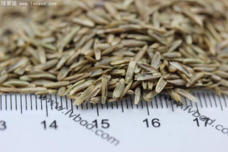 多年生黑麥草種子 多年生黑麥草種子
