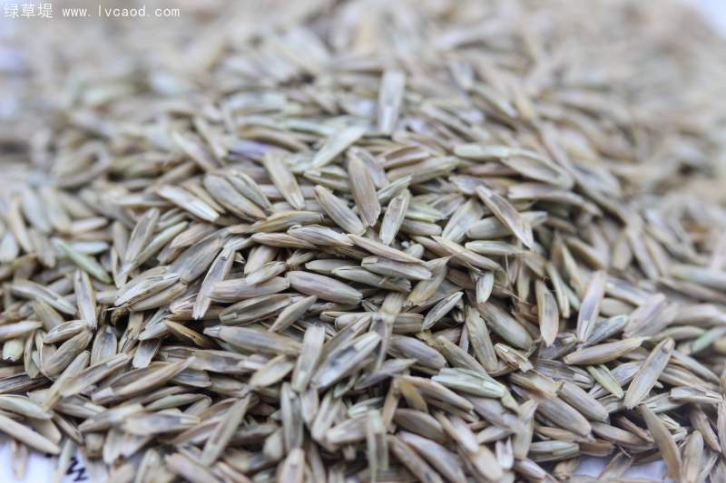 多年生黑麥草種子 多年生黑麥草種子