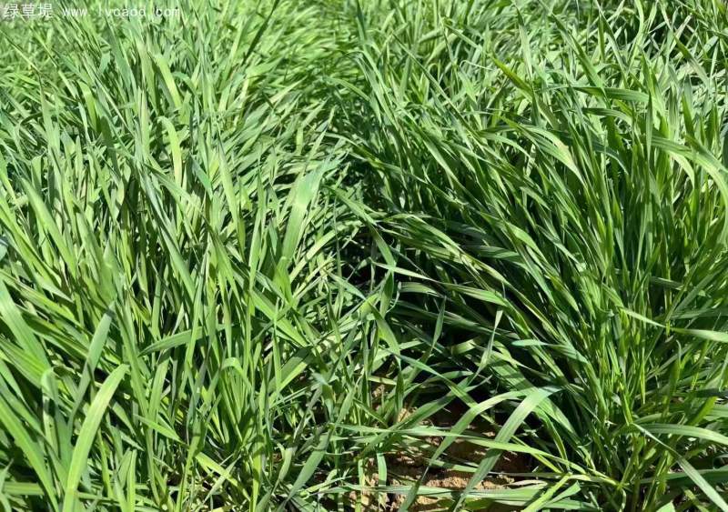 牧草型黑麥草 牧草型黑麥草