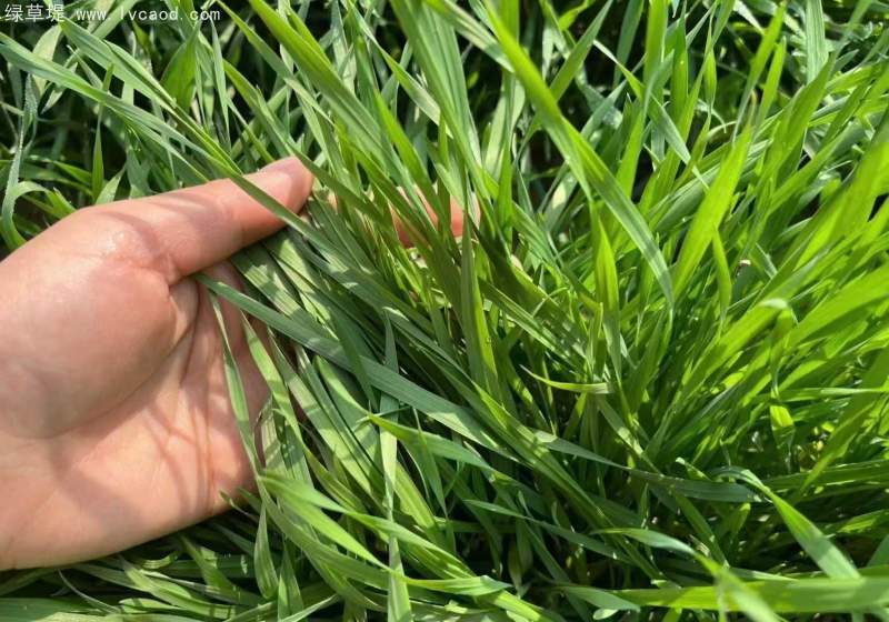 牧草型黑麥草 牧草型黑麥草